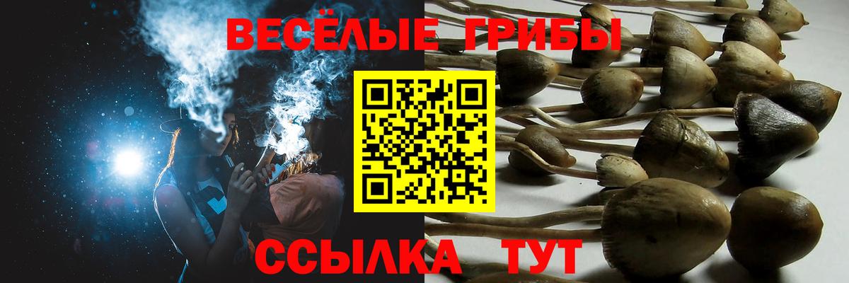 Псилоцибиновые грибы Psilocybine cubensis Солнечногорск